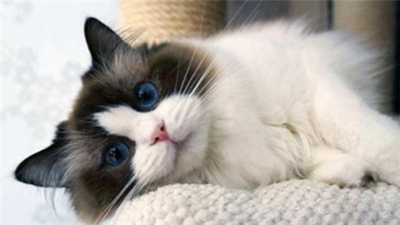 养布偶猫需要注意什么 养布偶猫需要注意什么