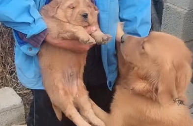 最后一条幼犬将被送走,金毛的模样让人心疼:给我留一个吧 最后一条幼犬将被送走,金毛的模样让人心疼:给我留一个吧