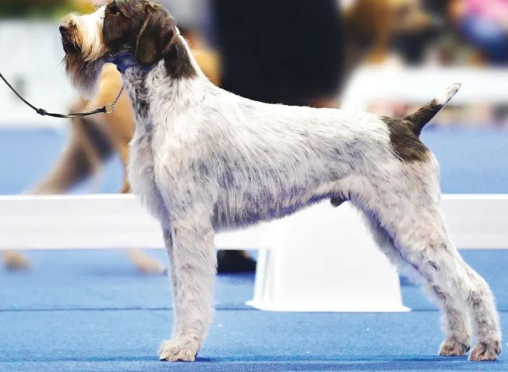 每日一王者“Dickie”——年轻的美国AKC德国刚毛指示犬公犬NO1