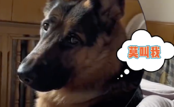 网友嗓子变哑,怎么叫狗它都不来,还很嫌弃的看她:莫叫我 网友嗓子变哑,怎么叫狗它都不来,还很嫌弃的看她:莫叫我
