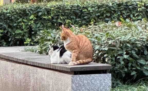 相亲相爱的两只猫,突然陷入冷战...画面不要太窒息!