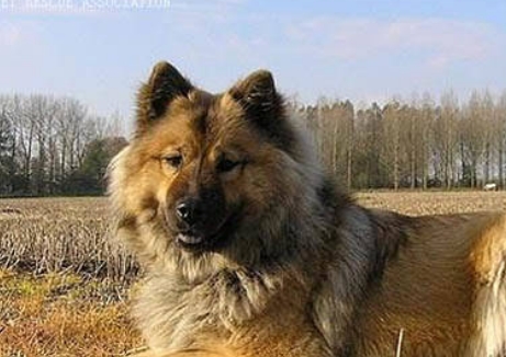 每日一犬——欧亚大陆犬 每日一犬——欧亚大陆犬
