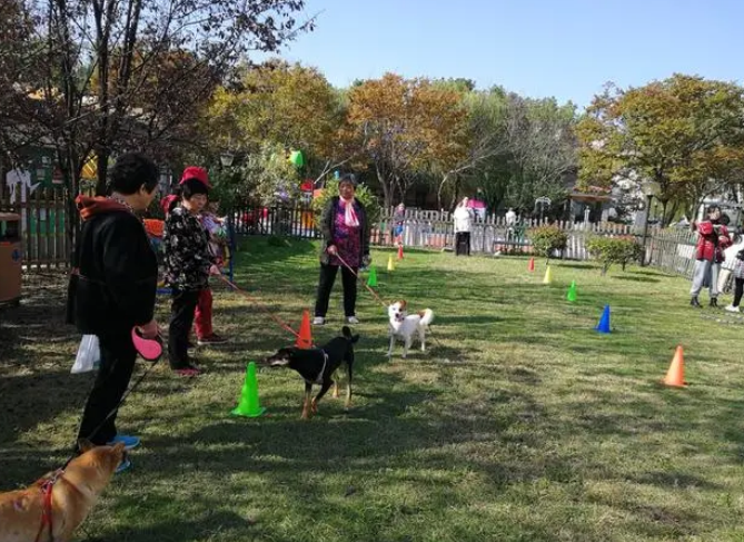 如何规范文明养犬行为?金山这个居民区探索“一三六”治理模式破解居宠矛盾 如何规范文明养犬行为?金山这个居民区探索“一三六”治理模式破解居宠矛盾
