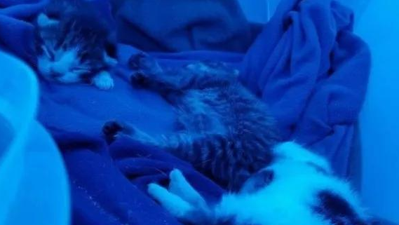 猫妈把娃送到网友家后就走,隔几个月又送来4只 猫妈把娃送到网友家后就走,隔几个月又送来4只