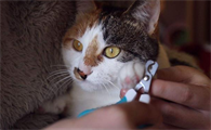 指甲猫眼怎么做出来的
