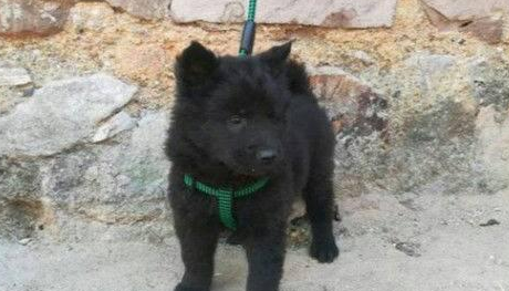 男子花300元买五黑犬，卖家想花重金买回，却被拒之门外