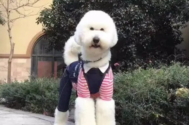 大型贵宾犬一般卖多少钱
