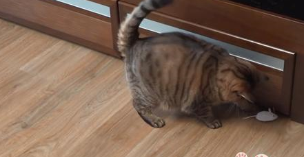 猫咪绝育后一年体重翻了一倍,只因为主人误信,绝育后要给猫加餐 猫咪绝育后一年体重翻了一倍,只因为主人误信,绝育后要给猫加餐
