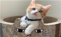 做一只猫偶尔撒娇