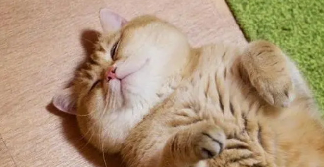 橘猫抱着狗狗舔毛，狗：这突如其来的热情让我感到窒息