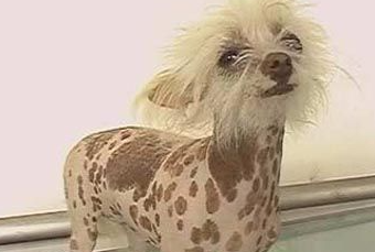 冠毛犬怎么养 食物多元化合理搭配 冠毛犬怎么养 食物多元化合理搭配