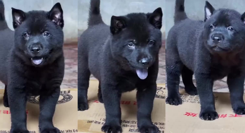 五黑犬幼犬出售 五黑犬幼犬出售