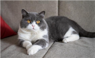 英国短毛猫都有什么品种