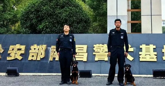 警犬“兄妹”养成记：3个月，我们这样成长为一对优秀警犬……