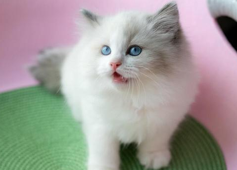 5只布偶猫幼崽，被遗弃在垃圾桶旁