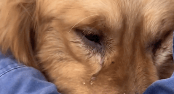 将金毛从狗贩子手中救下来，它紧靠在志愿者怀里，流下感激的泪水
