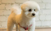 中小型犬养什么好
