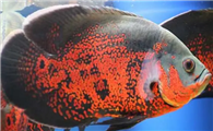 地图鱼长白毛怎么回事 多是由水质引起