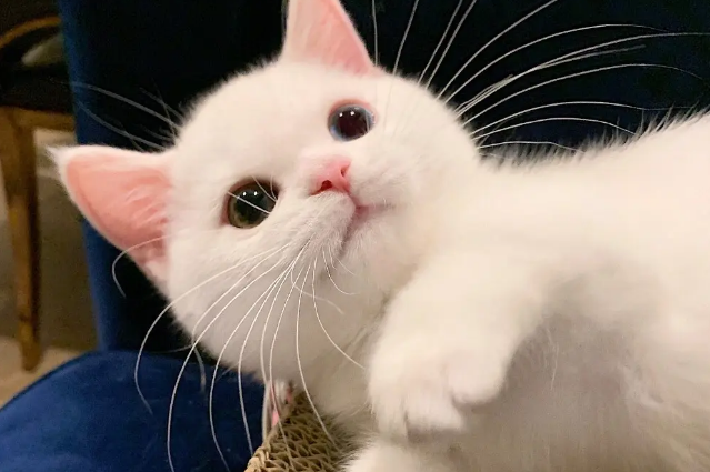 猫咪可以吃生肉吗?博黛 ProDiet 猫咪可以吃生肉吗?博黛 ProDiet