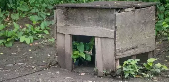 被锁在破旧的狗屋里3年,它从未感受过当宠物的滋味 被锁在破旧的狗屋里3年,它从未感受过当宠物的滋味