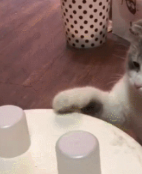 铲屎官给猫咪吃猫粮还要玩套路,高冷猫扭头就走:我也是有脾气的 铲屎官给猫咪吃猫粮还要玩套路,高冷猫扭头就走:我也是有脾气的