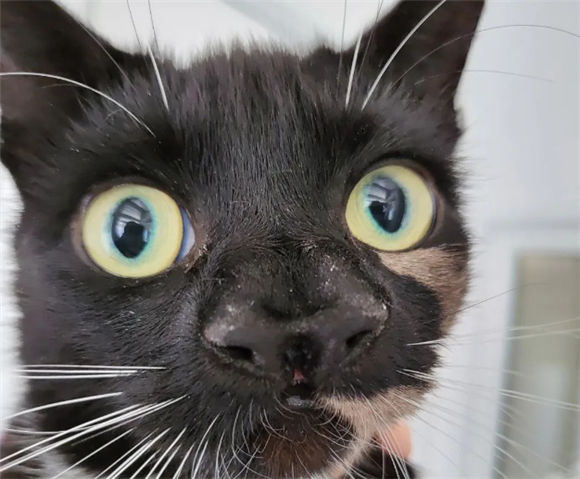 猫咪被丢弃，救下后发现它竟有两个鼻子，三个鼻孔，超罕见！