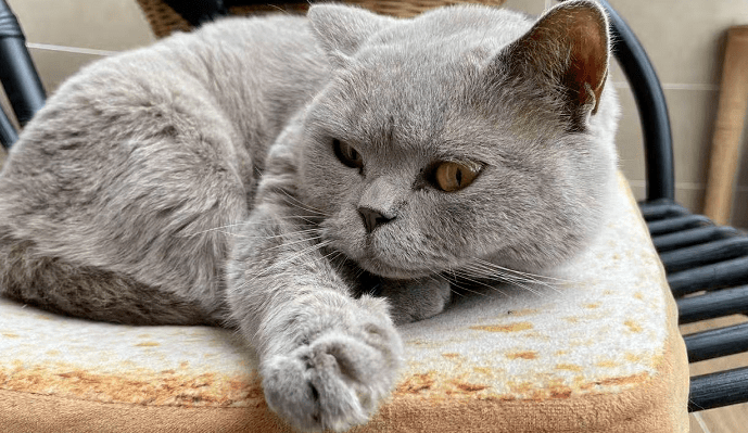 研究称：养猫有益身体健康