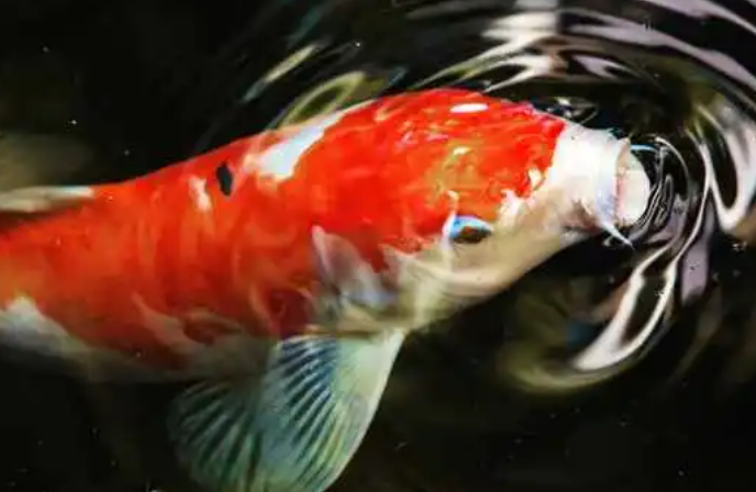 养锦鲤的水温是多少 要保持水温稳定