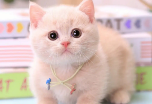 矮脚猫前后脚不一样长