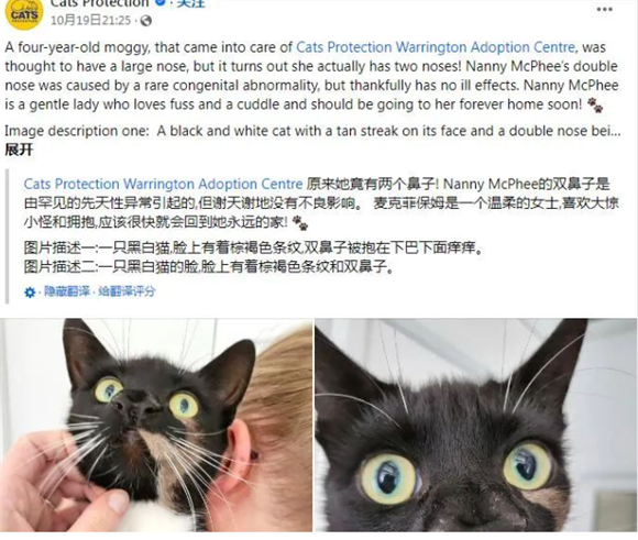 猫咪被丢弃,救下后发现它竟有两个鼻子,三个鼻孔,超罕见! 猫咪被丢弃,救下后发现它竟有两个鼻子,三个鼻孔,超罕见!