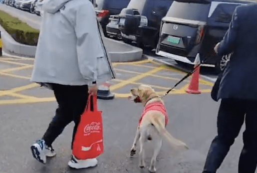 导盲犬退役后，再次见到原主人激动不已，终于可以放下任务撒娇了