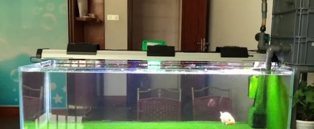 互联网无法颠覆水族行业的原因：高手，都是踩着鱼尸体过来的