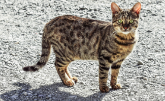 虎斑猫市场价多少钱一只