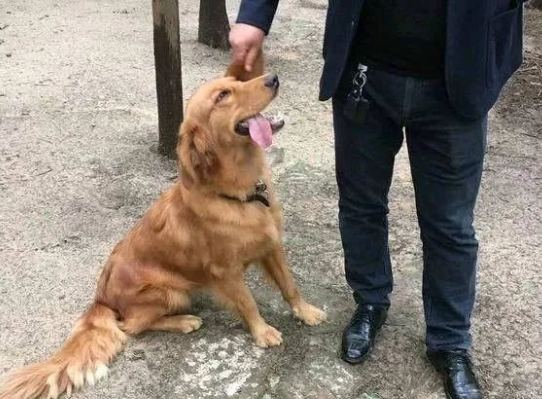 身为黄金猎犬的金毛却生了一窝“蜂窝煤”，主人一看却高兴坏了！