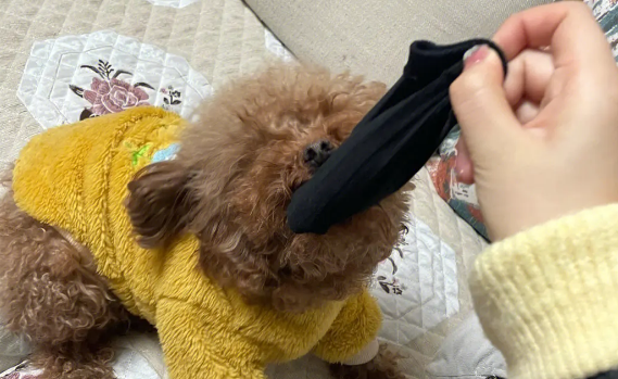 一个月没洗的臭袜子