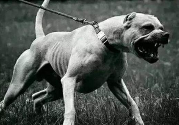 恶犬小区内伤人物业要担责吗，养犬条例如何落实？