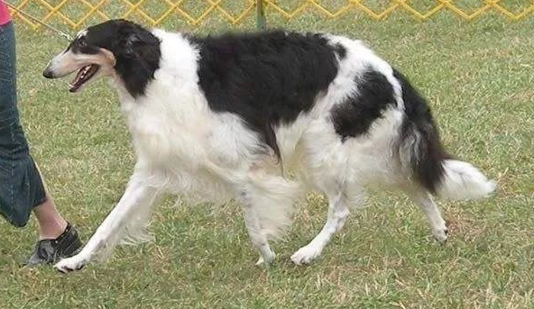 苏俄牧羊犬拥有42寸大长腿 脸长到溢出屏外