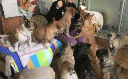 俄乌战争爆发后,她带着20只斗牛犬驾车四天逃往安全区 俄乌战争爆发后,她带着20只斗牛犬驾车四天逃往安全区