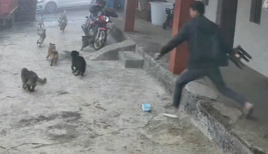 不知道狗在外面惹了谁，成群结队的野狗跑来家里闹事，有点后怕呀