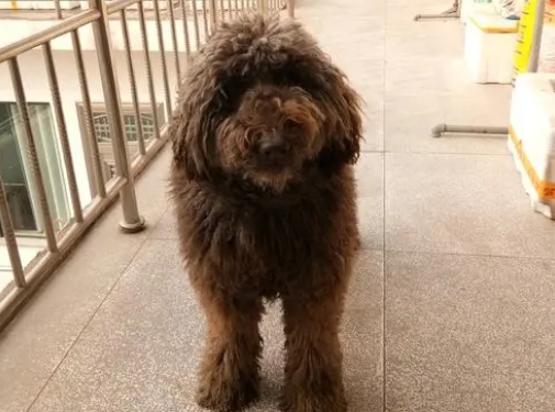 巨贵犬吃什么长得快