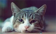 中年女人梦见猫缠着我不放