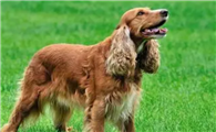 爱尔兰塞特犬适合在城市养吗?为什么