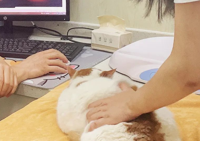 五家医院入怀,贝宠诺规模再扩增! 五家医院入怀,贝宠诺规模再扩增!