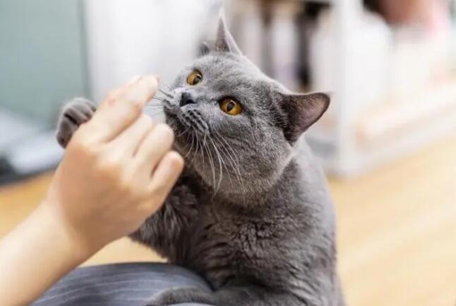 蓝猫最爱吃的10种食物 蓝猫最爱吃的10种食物