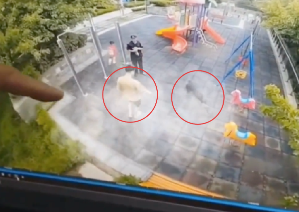 狗狗跑进儿童乐园,孩子被吓得绕圈躲避狗 狗狗跑进儿童乐园,孩子被吓得绕圈躲避狗