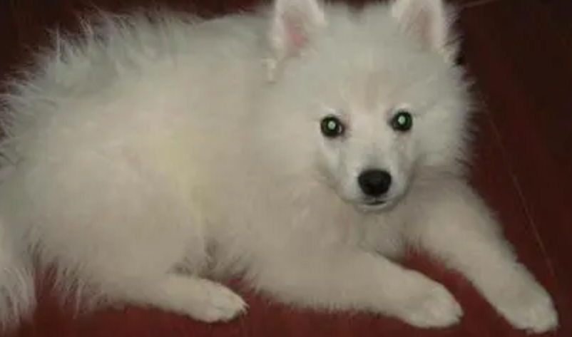 银狐狗狗好养吗