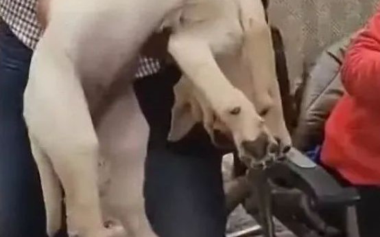 金毛犬怕被主人卖了,一抱起来就装死 金毛犬怕被主人卖了,一抱起来就装死
