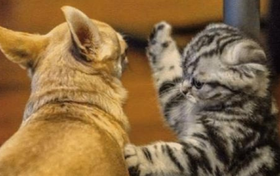 吉娃娃瞪大眼睛偷偷靠近猫,但主人以为会发生意外,但狗脸红了 吉娃娃瞪大眼睛偷偷靠近猫,但主人以为会发生意外,但狗脸红了