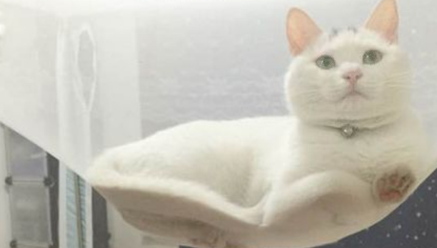 猫咪被主人关在蚊帐外,没想到聪明的猫咪最后这样溜了进去! 猫咪被主人关在蚊帐外,没想到聪明的猫咪最后这样溜了进去!