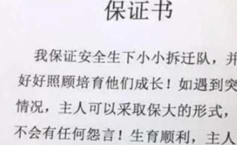 哈士奇生娃前被女主人“强迫”签下保证书,看到内容后令人捧腹! 哈士奇生娃前被女主人“强迫”签下保证书,看到内容后令人捧腹!